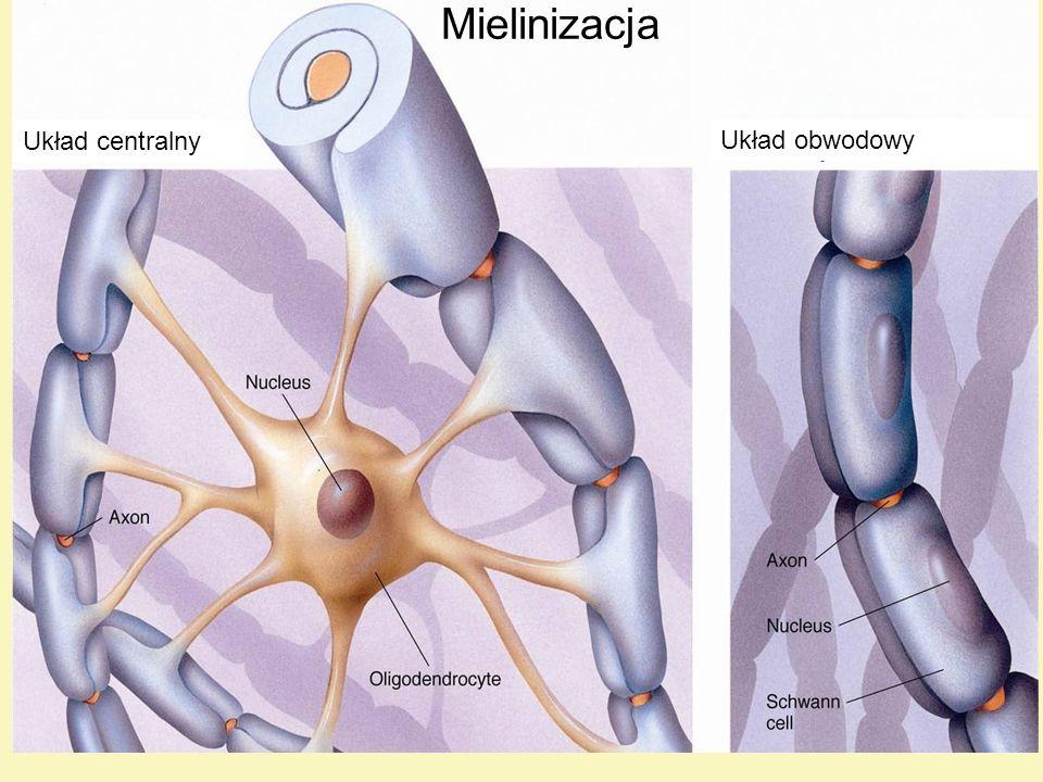 Mielinizacja komórek nerwowych